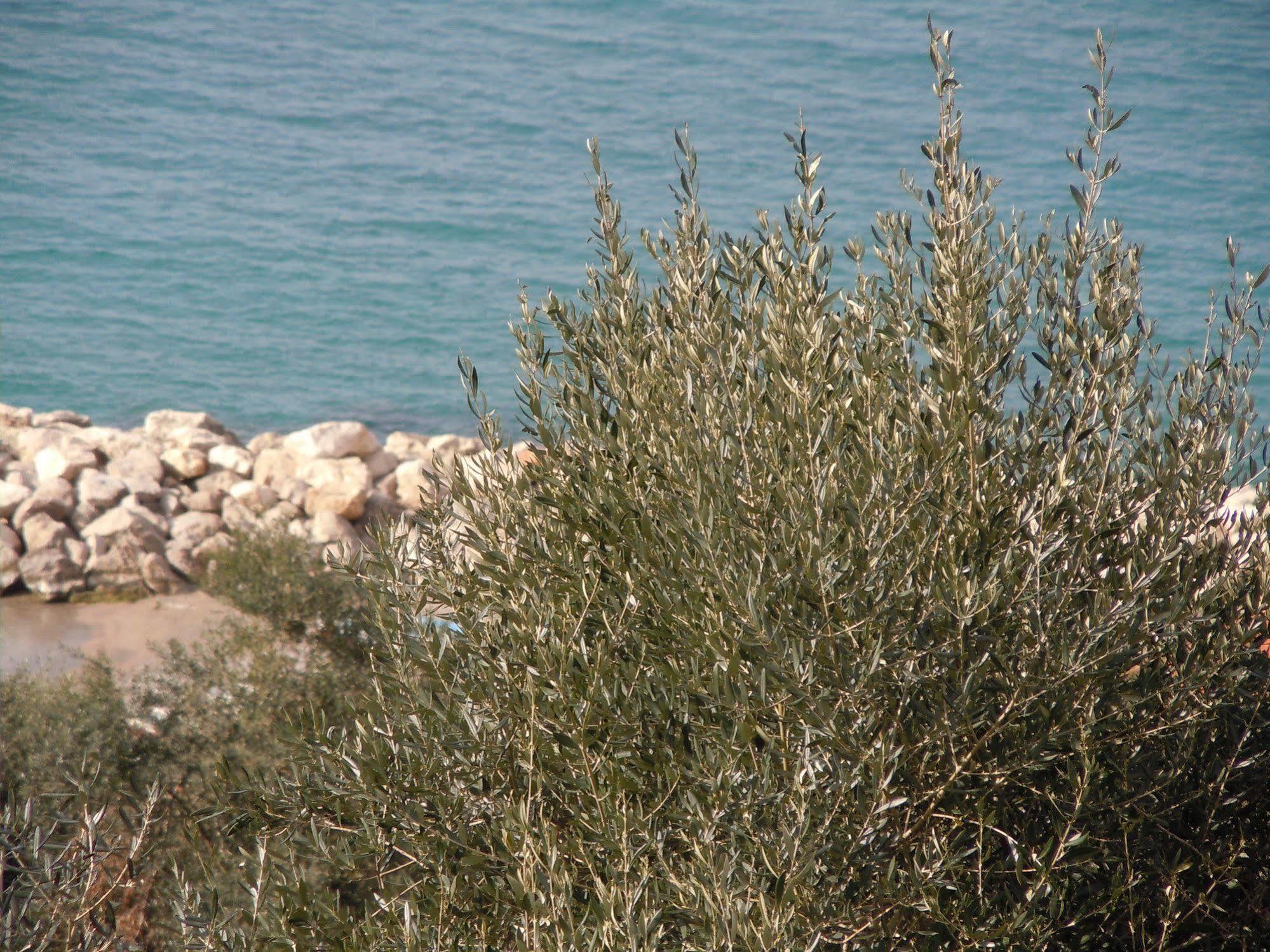 Villa Rosmary - Sorrento Coast - Gulf Of Naples View エクステリア 写真